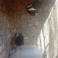 قره سیاه