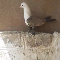 ۱۶ تا کفتر شهرستان