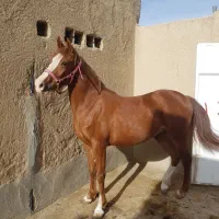 اسب|اسب و تجهیزات اسبسواری|جرقویه, |دیوار