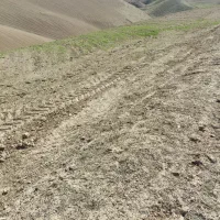 زمین-دیم-روستای-شوراب-بالا