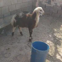 یک عددبره  نربفروش میرسد