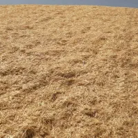 کاه گندم  کمباینی