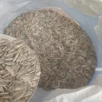 تخمه درجه یک تازه