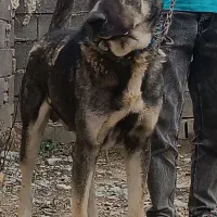 سگ خراسانی