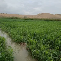 یونجه و سورگوم
