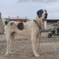 فروش سگ گله ای نگهبان ژرمن سرابی الابای قدرجونی