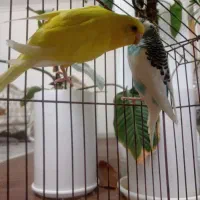 فروش مرغ عشق فوری و کوتوله