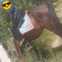 اسب