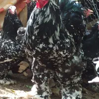 برهما بلک متلد اصیل کمیاب