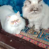 گربه پرشین سوپرفلت