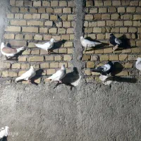 پرنده