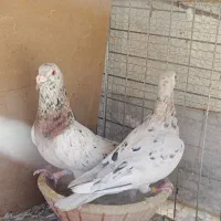 سار|پرنده|قهستان, |دیوار