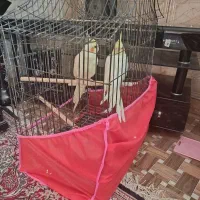 عروس هلندی