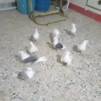 خوش شانه