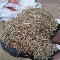 خارشتر  کیسه گرفته