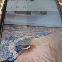 عروس هلندی