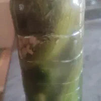 خیارشور تازه درجه یک