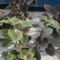 گل حسن یوسف