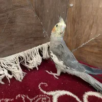 عروس هلندی نر