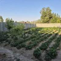 باغ-در-روستای-حاج-آقا