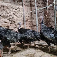 بوقلمون