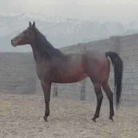 مادیان با کره