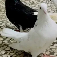 سفیرنر کت کلفت،وجفت شازده۱۵سفید۱دم غلط۲جوجه هیچ پر