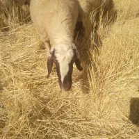 میش سنجابی