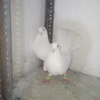 کفتر تهرونی اصل