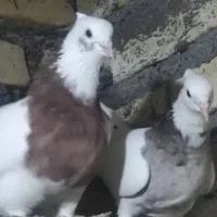 کبوتر|پرنده|باوی, |دیوار