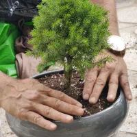 انواع گل و گیاه آپارتمانی جدید بونسای