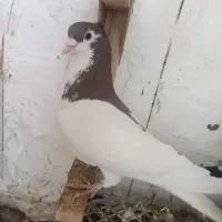 یال سرخ نر