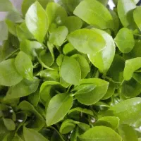 پیکان وانت فلافلی باکل وسایل اجاره داده میشود