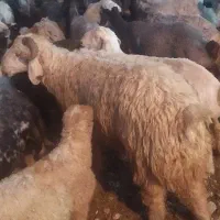 فروش کاوه