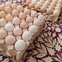 تخم مرغ تازه وزردبدون ایراد