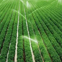 فروش رتبه 5 کشاورزی بهار گیسوم