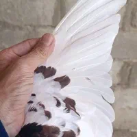 ماده چپ افشون