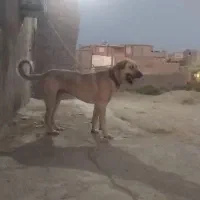 سگ پژدر عراقی