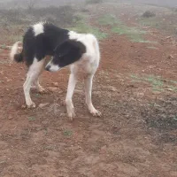 سگ ماده زرنگ باهوش زیرک
