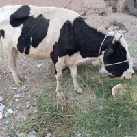 گاو
