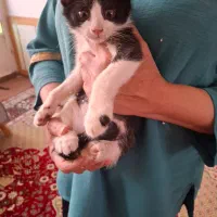 واگذاری رایگان گربه