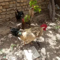 دو عدد خروس جوان و یک بوقلمون نر جوان