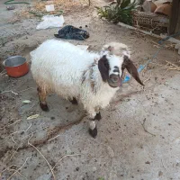 بره چاق و چله
