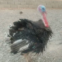 بوقلمون نر و ماده