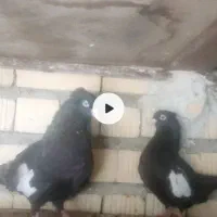 کفتر سرک