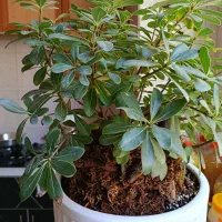 گل بونسای