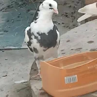 یک جوت کوتر پرشی اکرمو