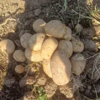 خریدار سیب زمینی