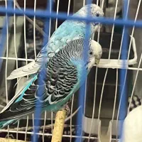 مرغ عشق جفتش ۴۵۰