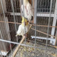 طوطی ها ایدز دارن